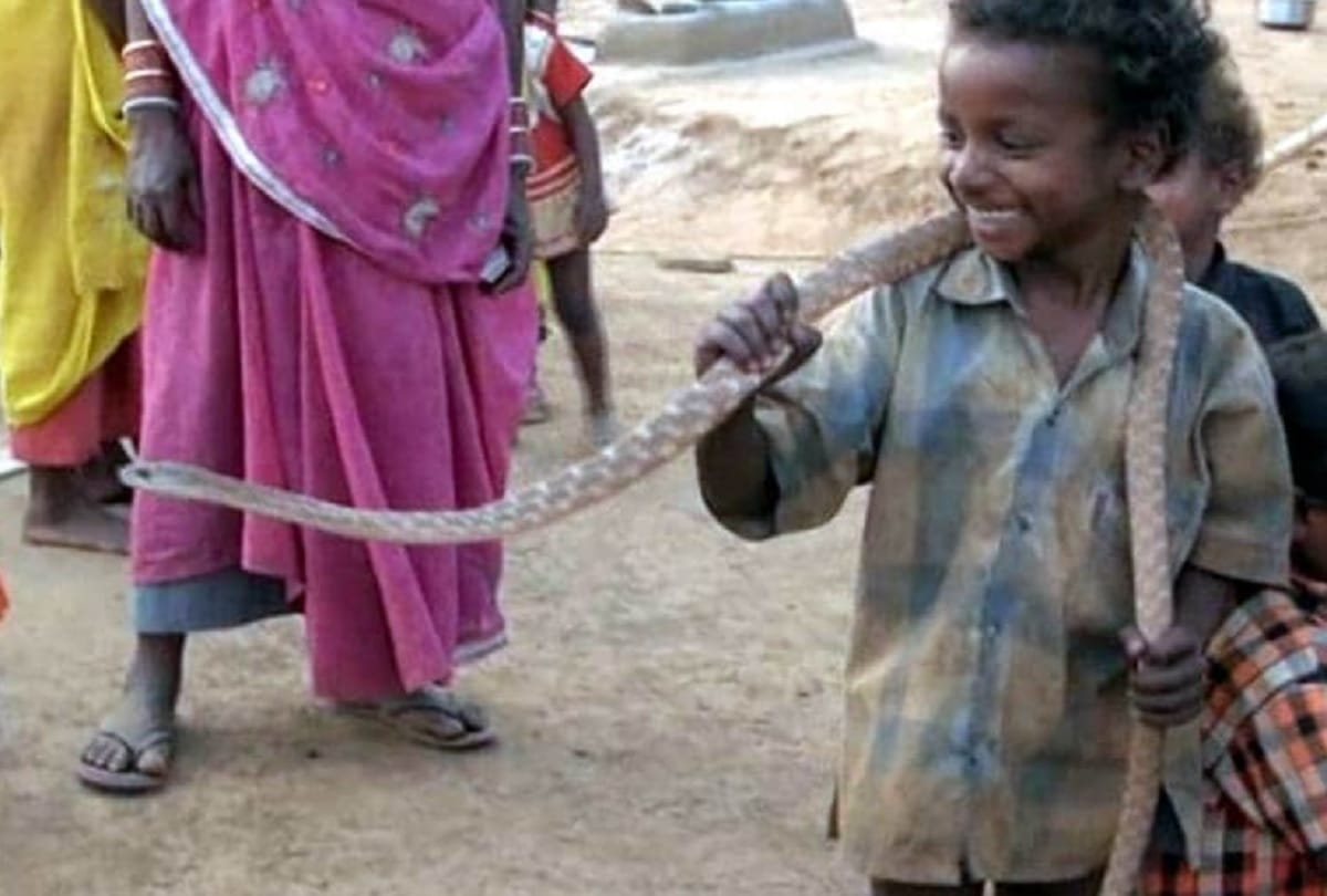 Unique tradition Father gives poisonous snakes to his son in law in dowry