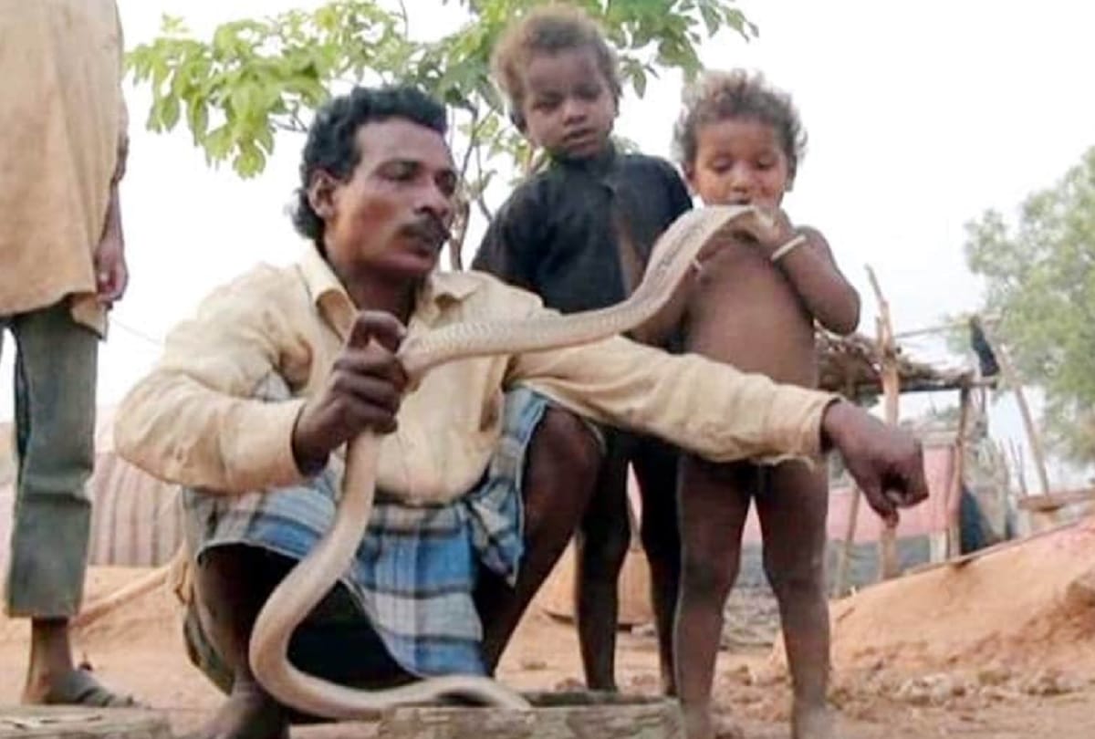 bizarre ritual bride father gift 21 snakes as dowry to groom