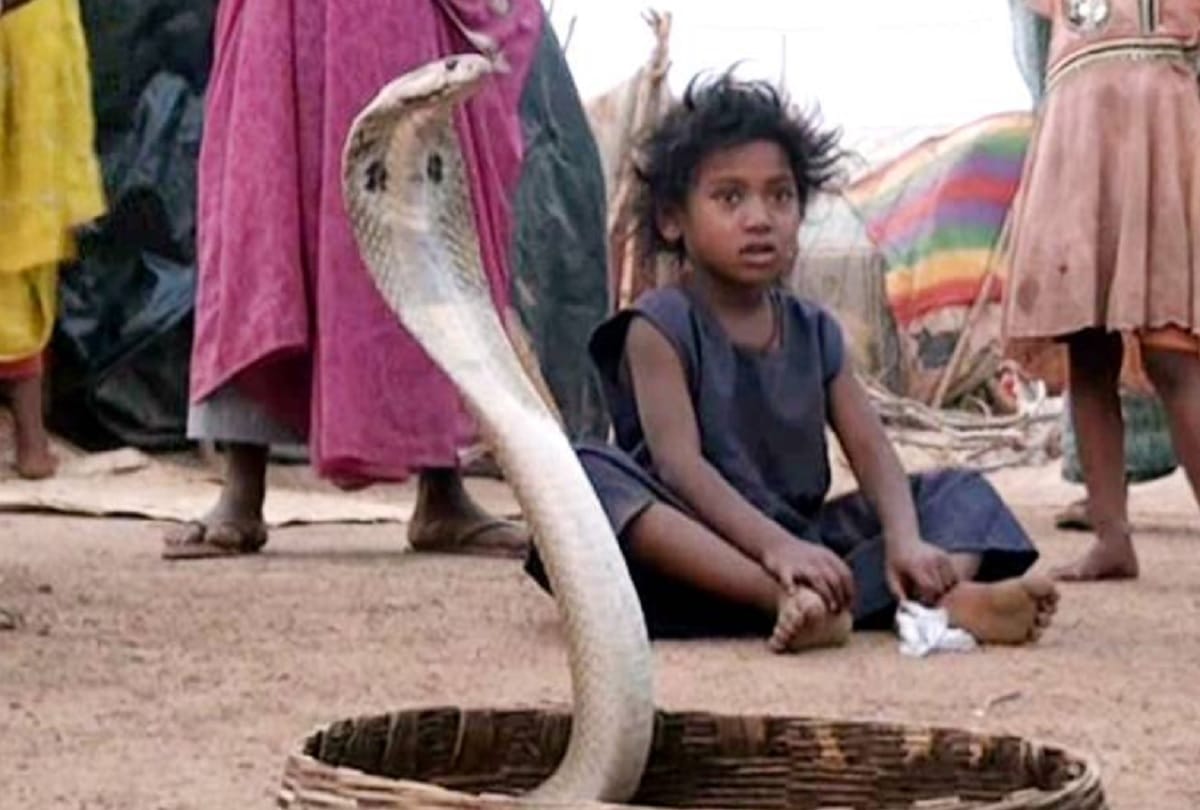 bizarre ritual bride father gift 21 snakes as dowry to groom