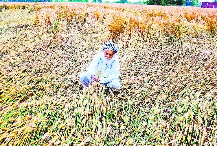 Effect of Rain, Storm, Hailstorm on Wheat Crop of Farmers in Haryana Punjab