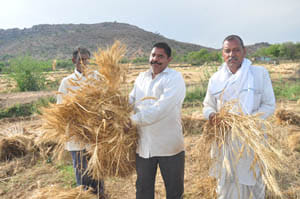 crop damaged for bad wether