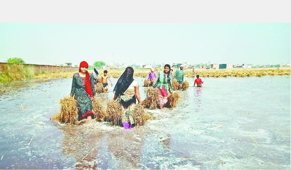 रजबहा में अचानक आया पानी, सौ बीघा से ज्यादा फसल जलमग्न