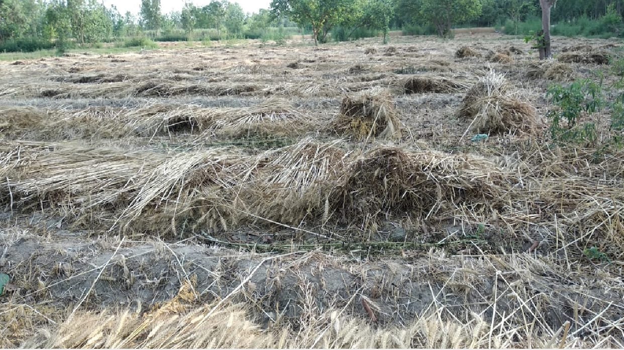 Due to the loss of wheat crop in Muzaffarnagar