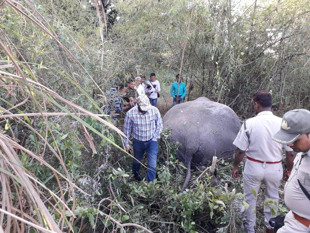 wild elephant cut from train in haridwar uttarakhand