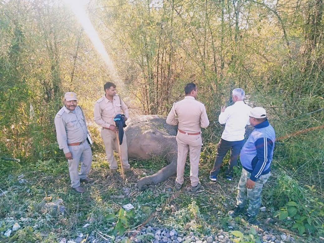 wild elephant cut from train in haridwar uttarakhand