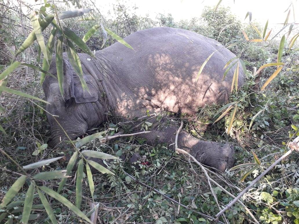 wild elephant cut from train in haridwar uttarakhand
