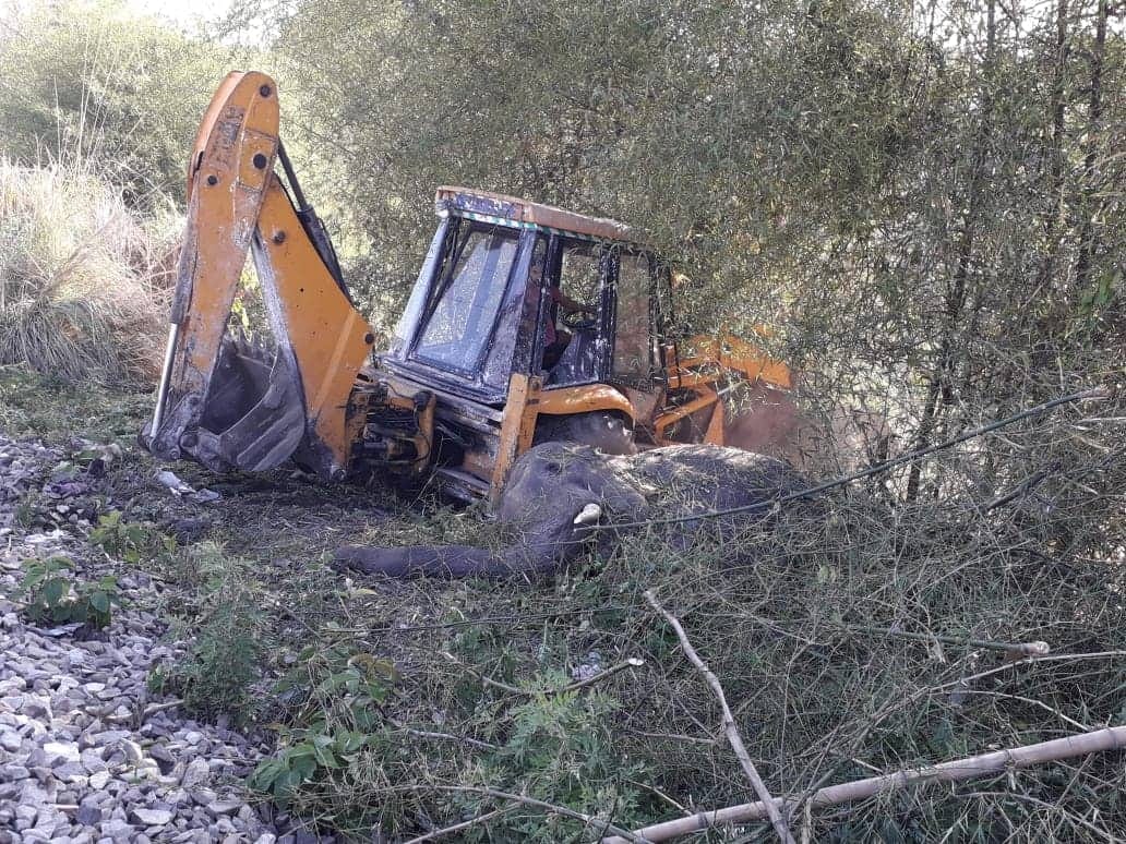 wild elephant cut from train in haridwar uttarakhand