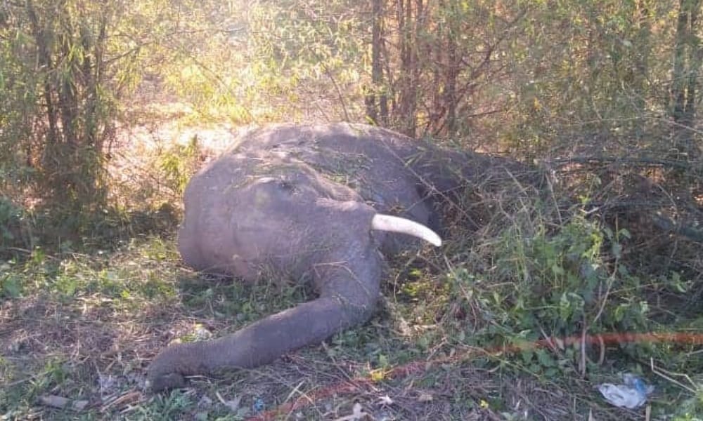 Elephant Dead Body found in rajaji national park