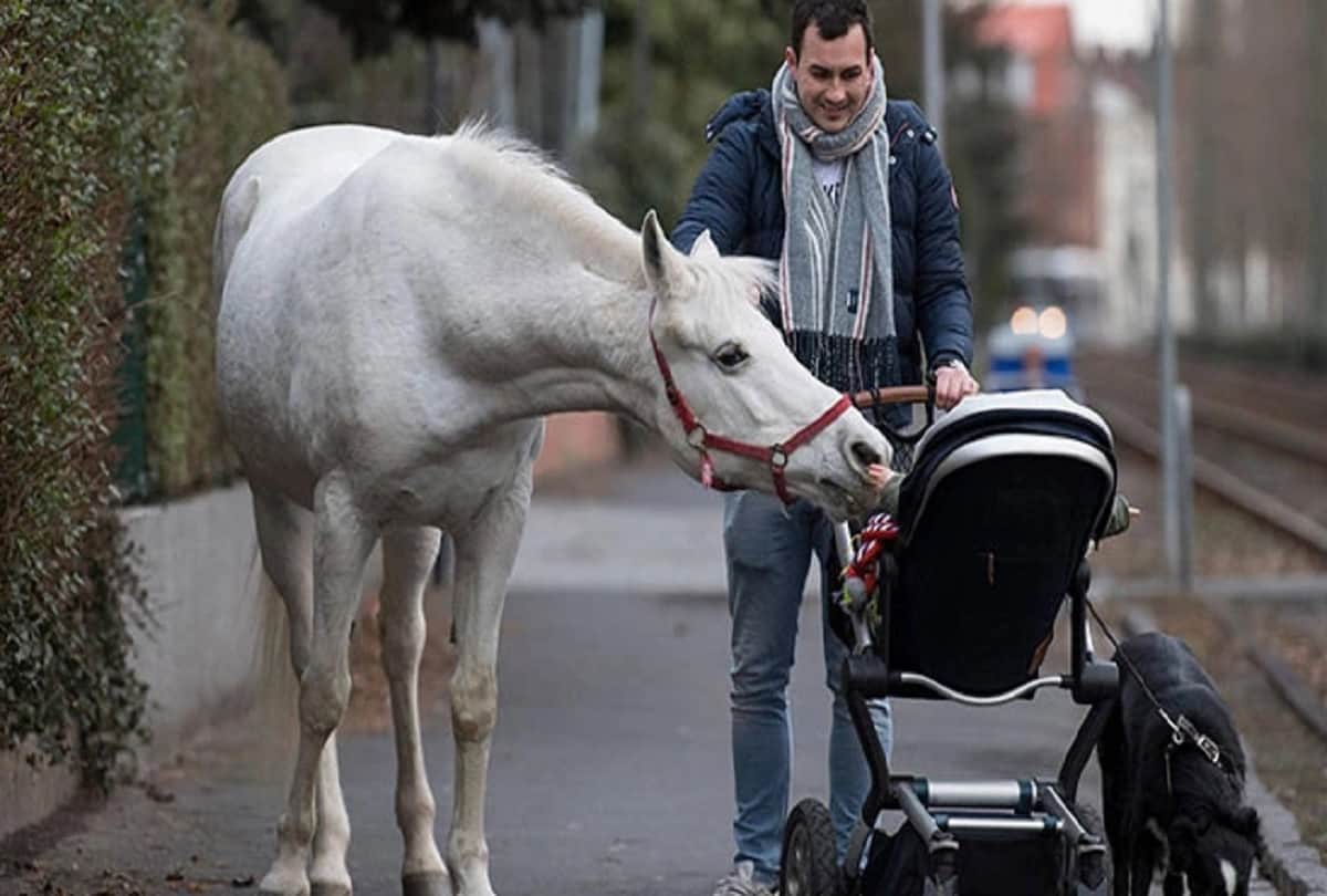 Jenny the Arabian mare Goes On A Walk Alone Every Day For 14 Years