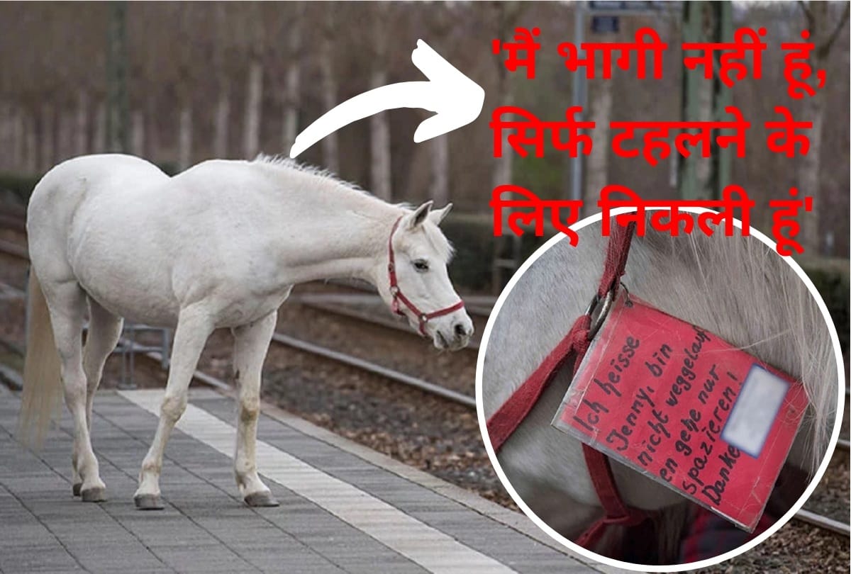 Jenny the Arabian mare Goes On A Walk Alone Every Day For 14 Years