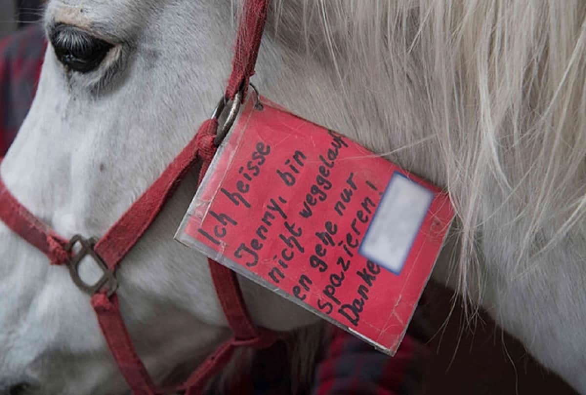 Jenny the Arabian mare Goes On A Walk Alone Every Day For 14 Years
