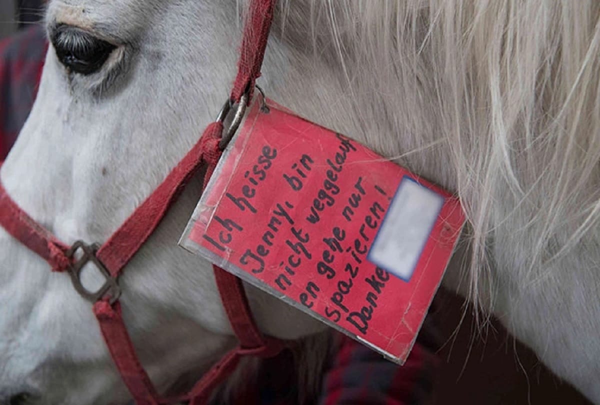 Jenny the Arabian mare Goes On A Walk Alone Every Day For 14 Years