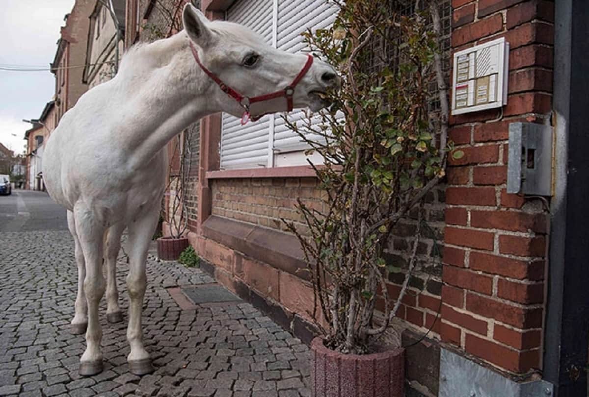 Jenny the Arabian mare Goes On A Walk Alone Every Day For 14 Years