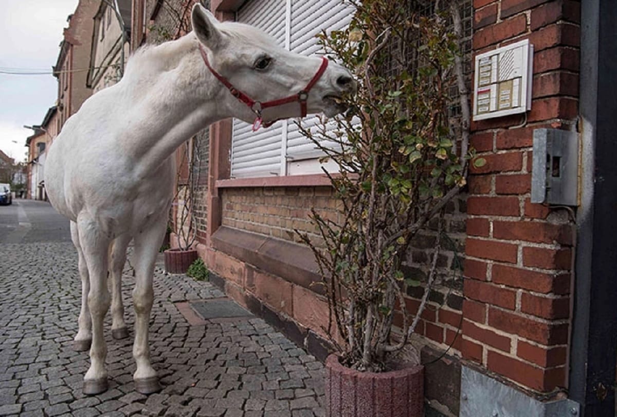 Jenny the Arabian mare Goes On A Walk Alone Every Day For 14 Years