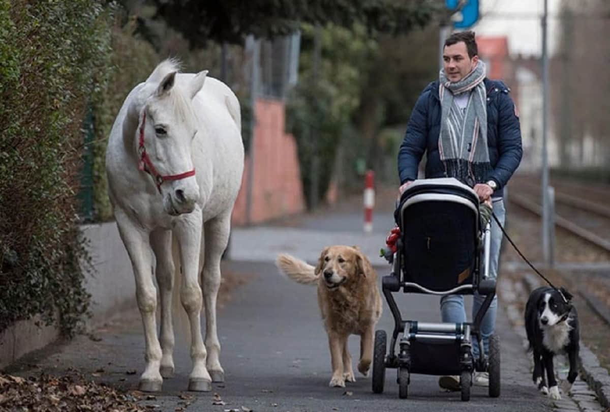 Jenny the Arabian mare Goes On A Walk Alone Every Day For 14 Years
