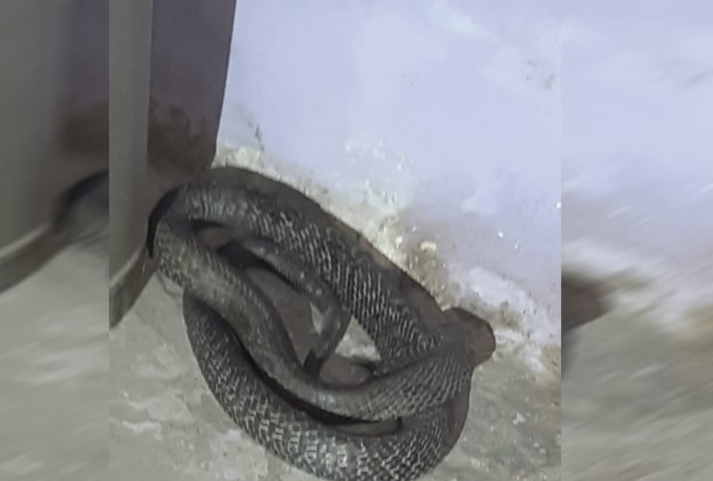 Four feet tall cobra snake wrapped in old man hand during rescue