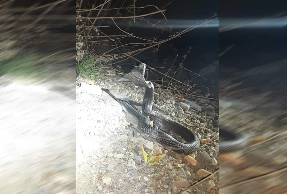 Giant Cobra Found in house at dehradun rescue photos 