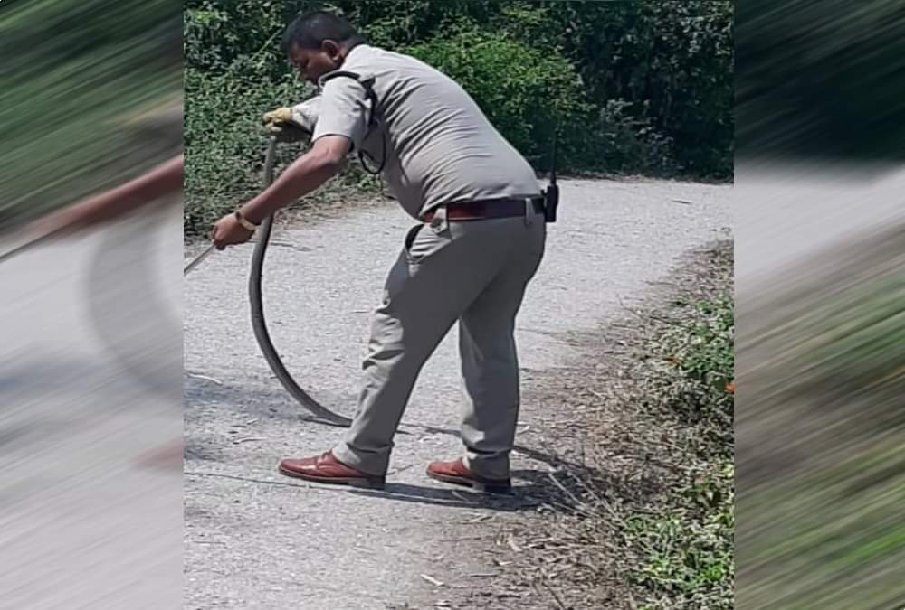 Giant Cobra Found in house at dehradun rescue photos 