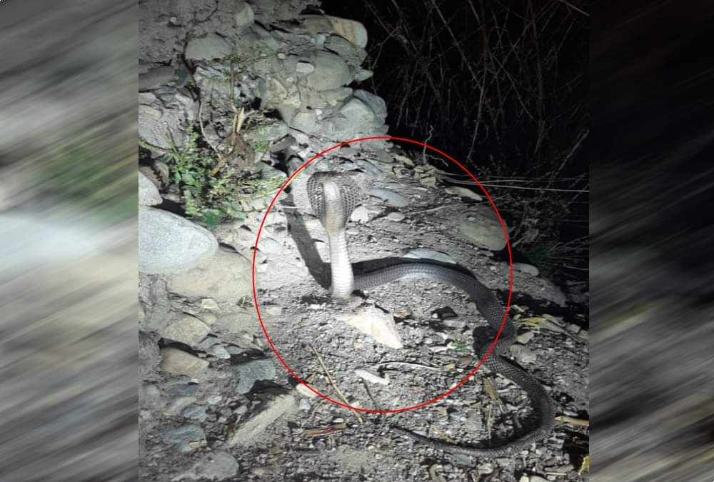 Giant Cobra Found in house at dehradun rescue photos 