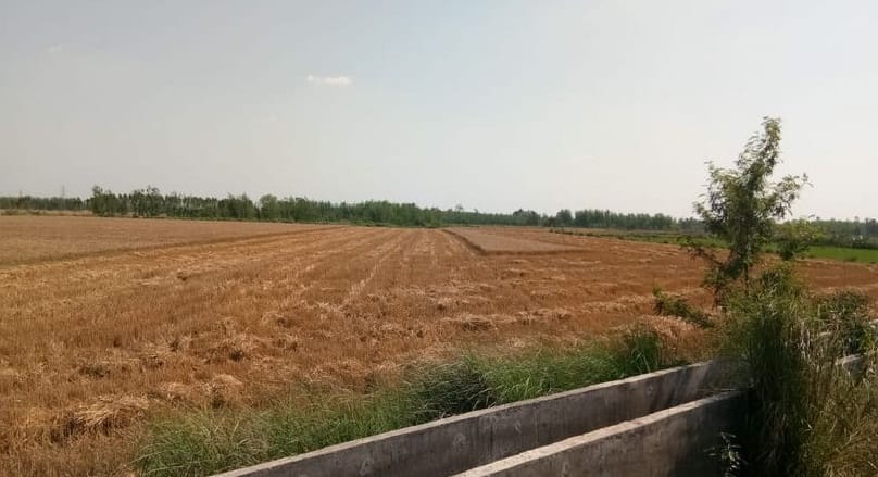 Despite the ban, the mafia has harvested wheat crop