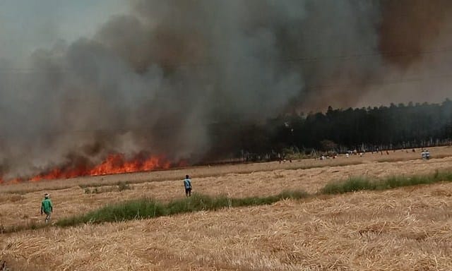 Wheat ash of many farmers in the incidents of fire
