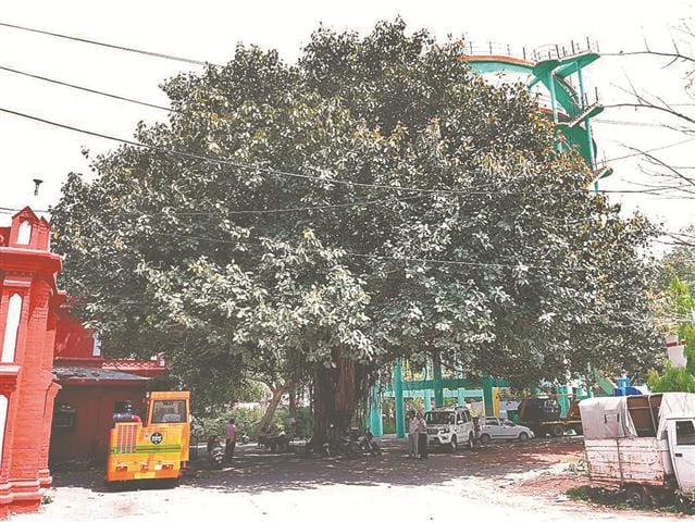 Amar will shine the protection of the banyan tree