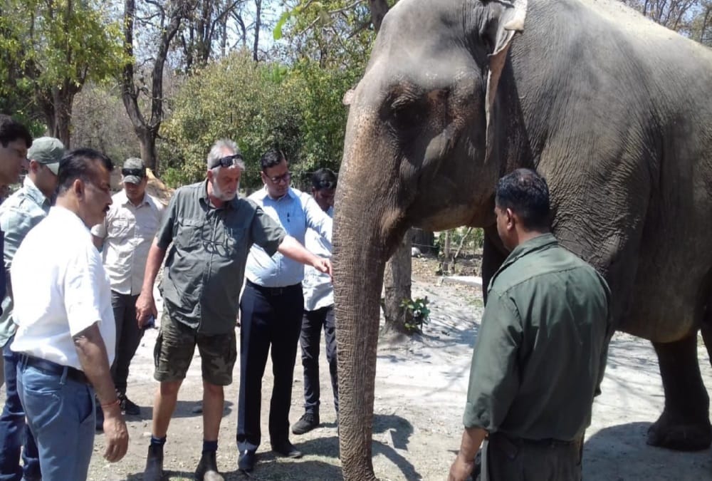 Female Elephant Laxmi died After fight with Decision seven Month in uttarakhand 
