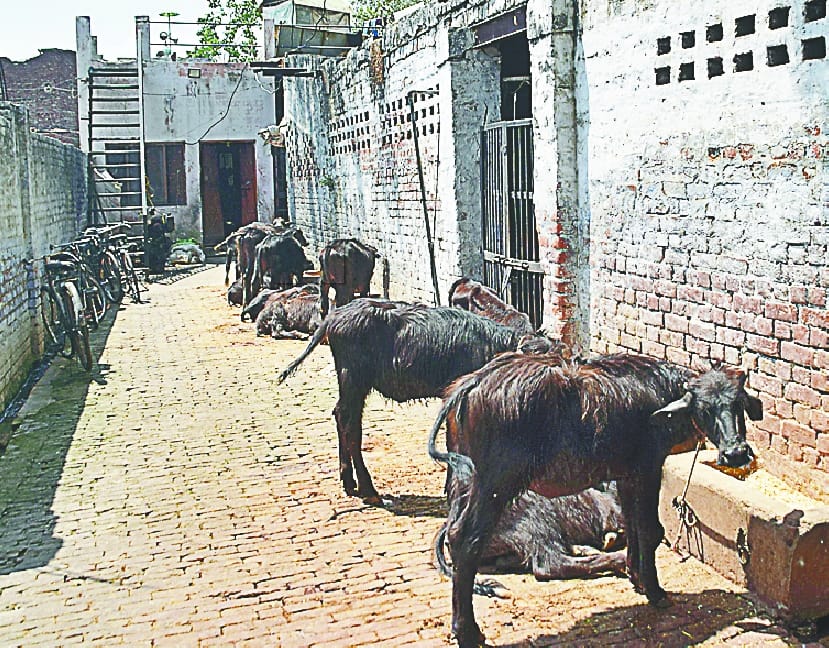 Buffaloes stacked in Hindi Bhawan