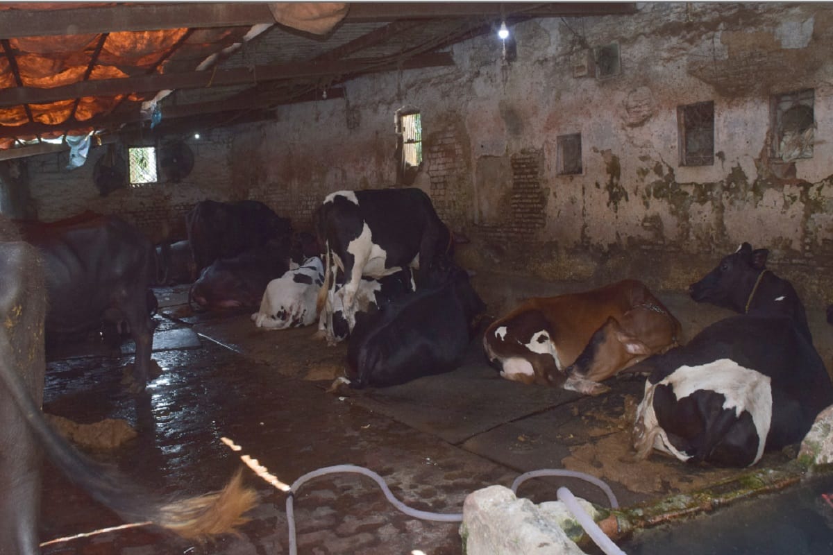 Upbringing of buffaloes in Hindi Bhavan in Meerut and no action is being taken