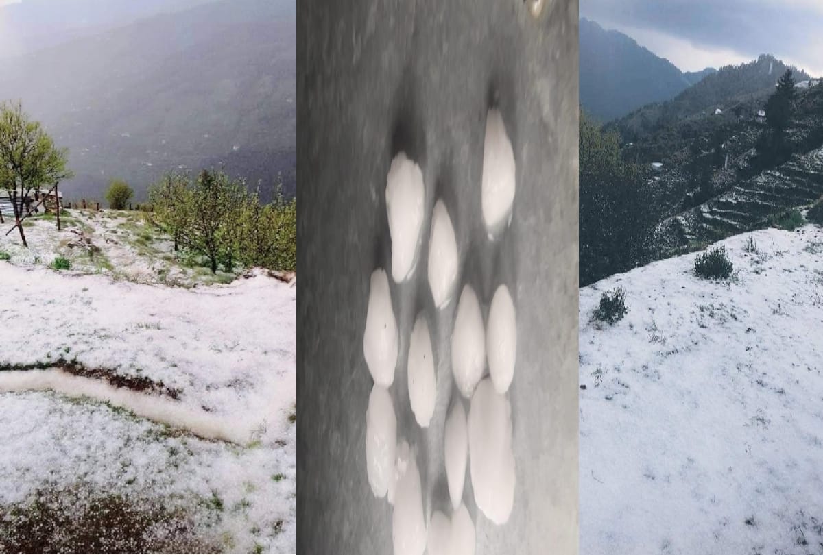 apple crop damaged in himachal due to heavy hailstorm