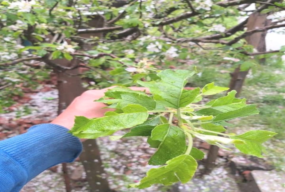 apple crop damaged in himachal due to heavy hailstorm