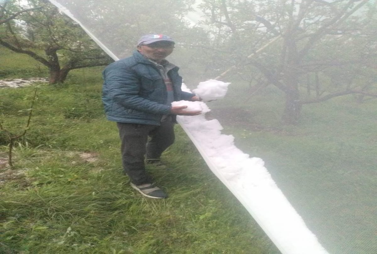 apple crop damaged in himachal due to heavy hailstorm