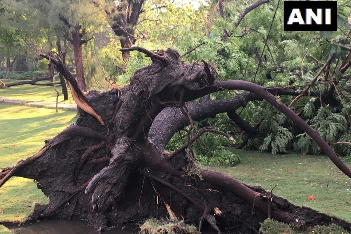 One dead and ten injured after tree fell due to heavy rainfall in Hyderabad zoo