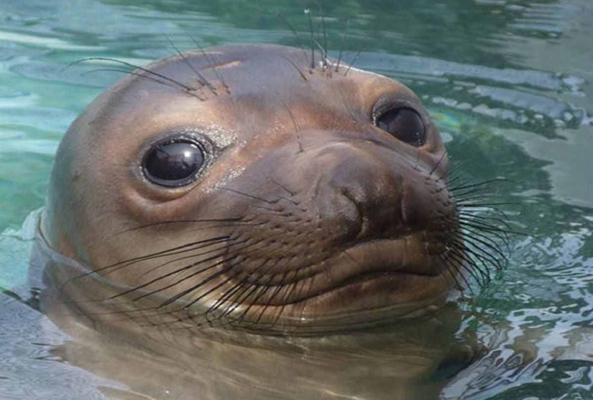 World of seals, 1400 kilometers away from the human society in Georgia
