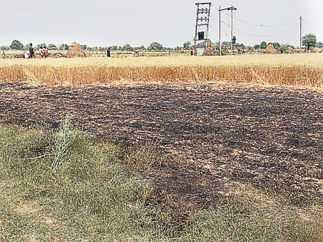Eleven bigha crop ash by falling HT line