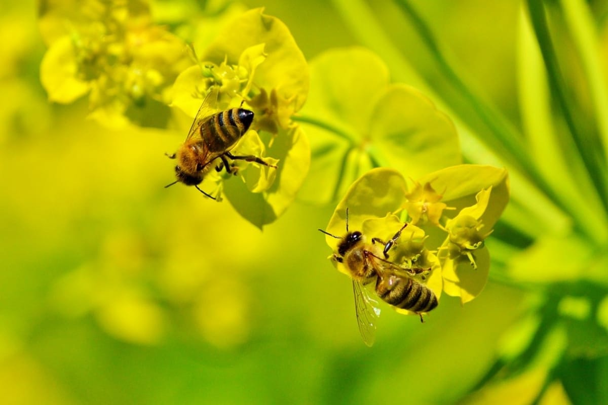 World earth day 2019 honey bees species vanishing affects human life