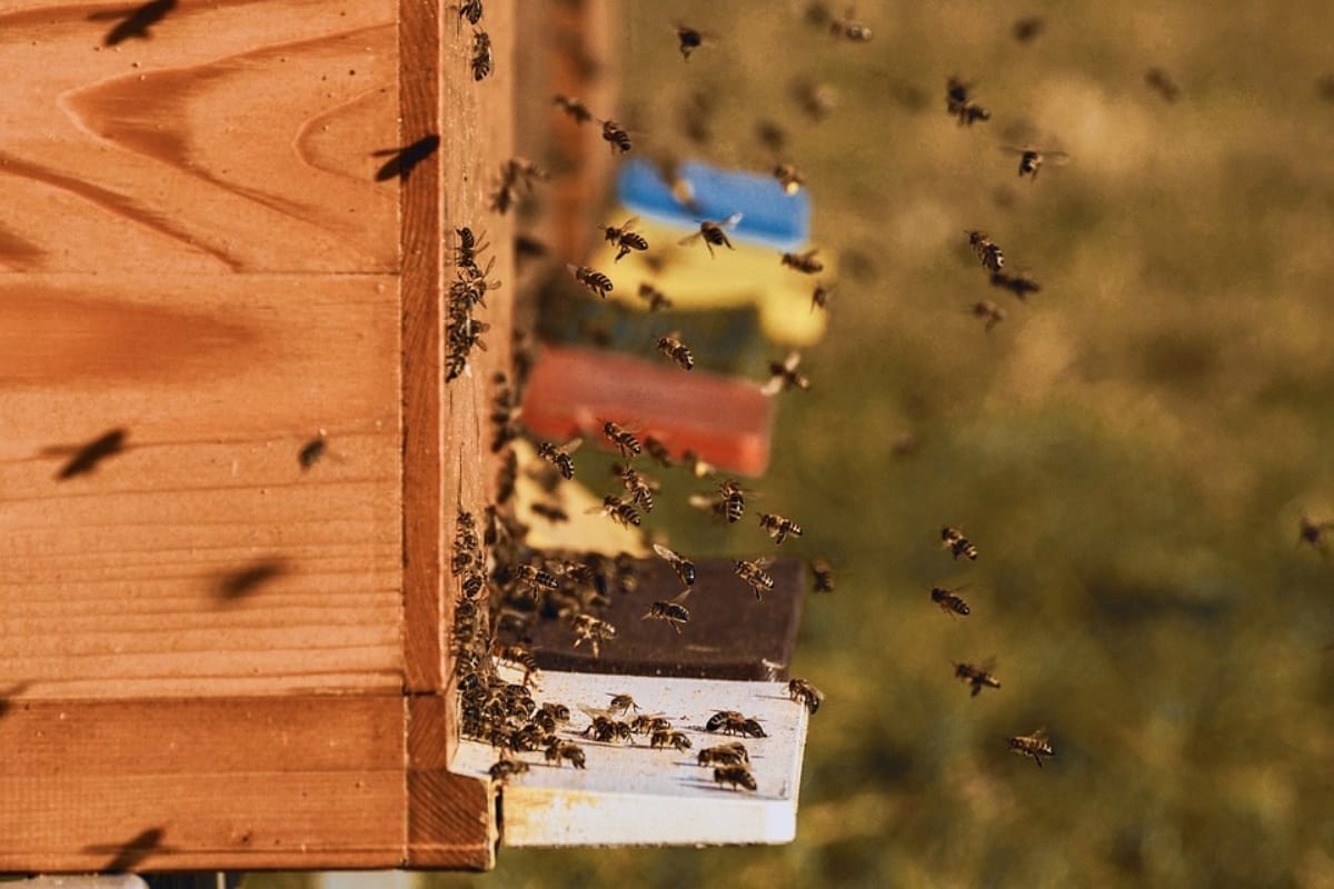 World earth day 2019 honey bees species vanishing affects human life