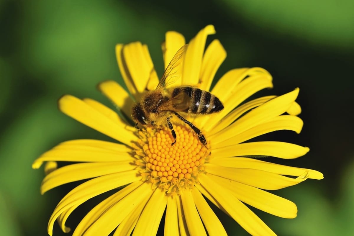 World earth day 2019 honey bees species vanishing affects human life