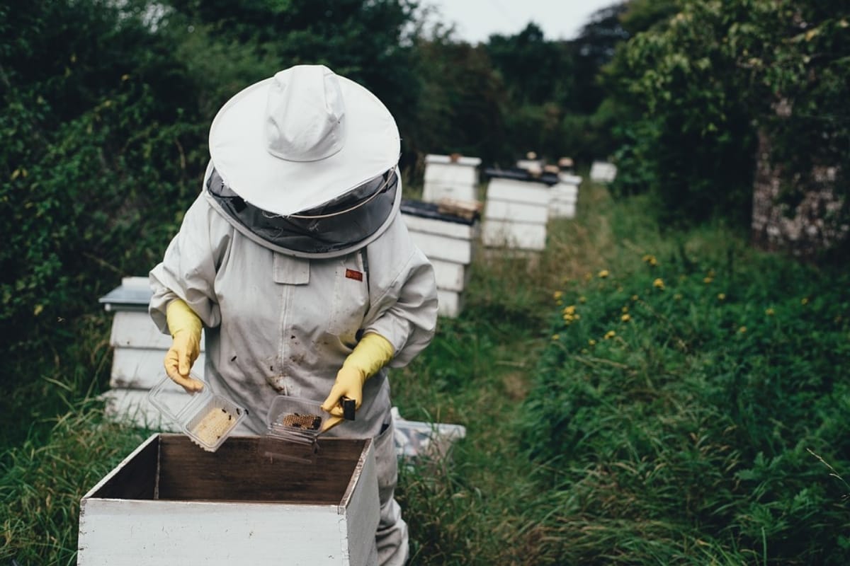 World earth day 2019 honey bees species vanishing affects human life
