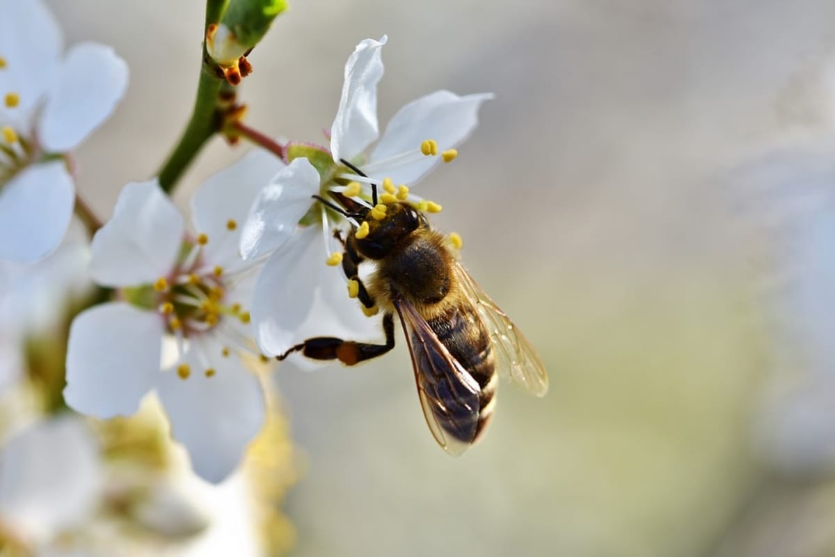 World earth day 2019 honey bees species vanishing affects human life