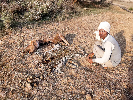 graameenon ne tendue ko maar shav jameen mein daphanaaya