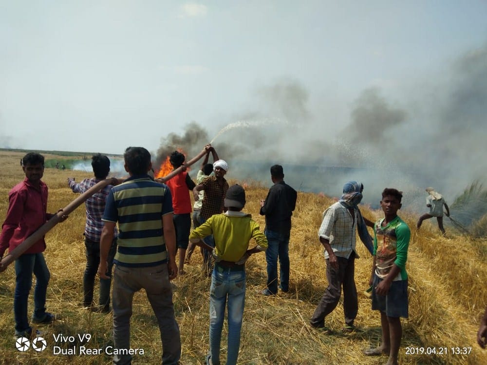 wheat crop burnt10