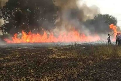 wheat crop burned in kanpur