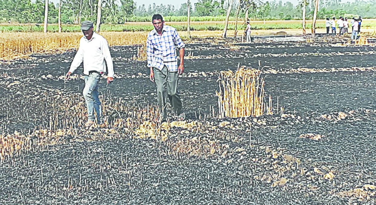 15 Begha wheat crop