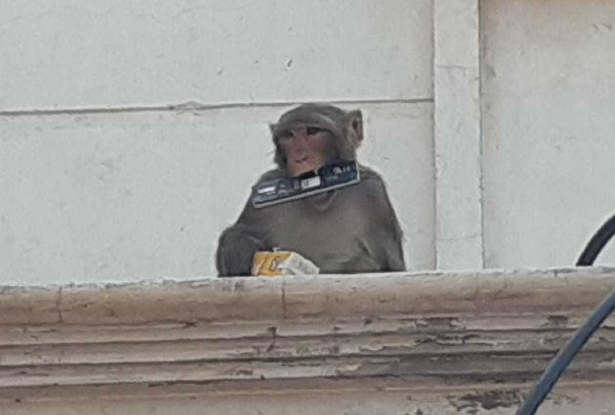 two dozen children injured in monkey attack in govardhan mathura