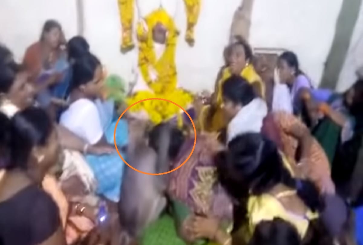 monkey conslong a crying woman during a funeral in karnataka nargund village video viral