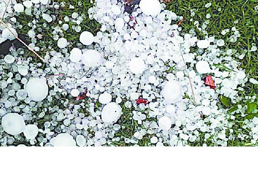 The hailstorm left nothing of the farmers