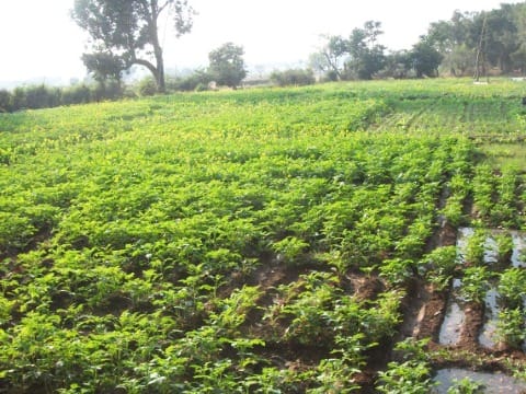 vagitable rate increase in monsoon season
