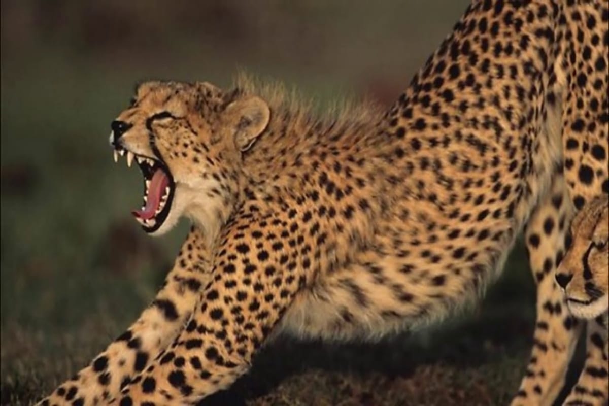 world earth day 2019 theme 6 animal species lost completely
