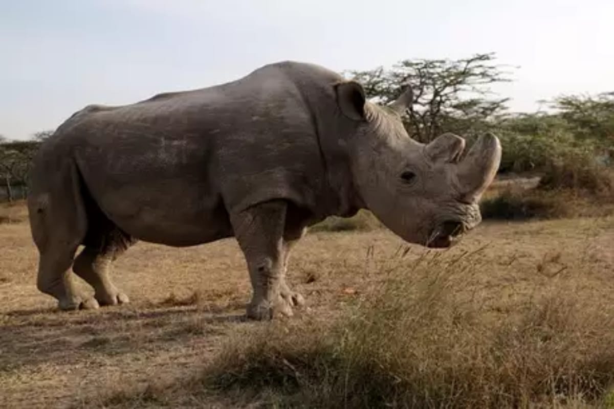 world earth day 2019 theme 6 animal species lost completely